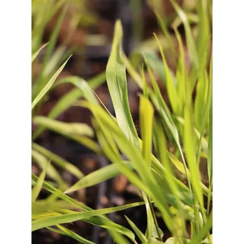 Sazenice Rákosovka velká 'Beni Kaze´ H9