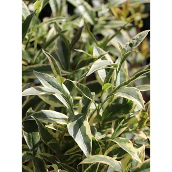 Sazenice Ptačí zob lesklý 'Tricolor' 20-50 cm H9