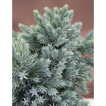 Sazenice Jalovec šupinatý 'Blue Star' 10-20 cm Ko 2 l