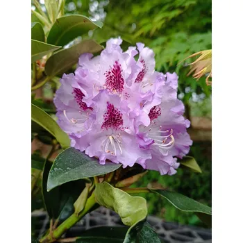 Sazenice Rododendron 'Blue Peter' 20-50 cm Ko 2 l