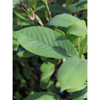 Sazenice Magnolie 'Star Wars' 60-100 cm Ko1l