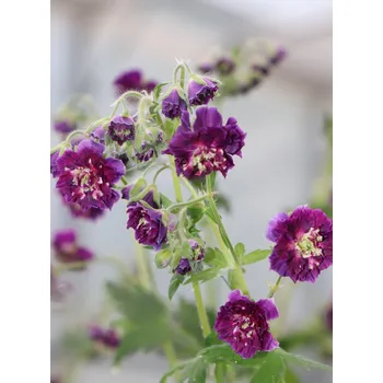 Sazenice Kakost 'Joseph Green' QP