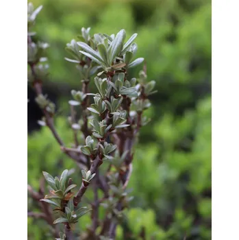 Sazenice Rakytník řešetlákový 'Ananasná' 50-70 cm H9