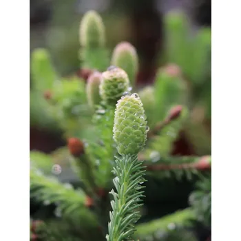 Sazenice Smrk ztepilý 'Pusch' 5-15 cm H9