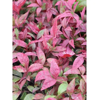 Sazenice Nandina domácí 'Blush Pink' ® 20-40 cm QP