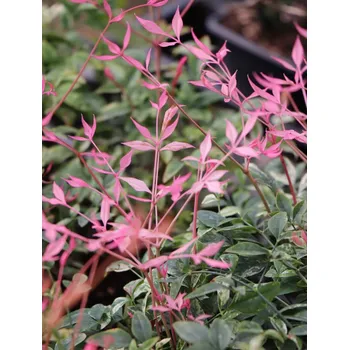 Sazenice Nandina domácí 'Twilight´® 15-30 cm QP