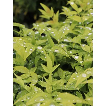 Sazenice Nandina domácí 'Magical® Lemon Lime' 10-20 cm Ko1l