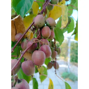 Sazenice Aktinidie význačná (kiwi) 'Weiki' 30-60 cm H11