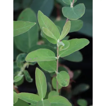 Sazenice Zimolez kamčatský 'Leningradskij Velikan' 15-40 cm H9