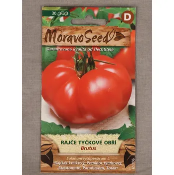 Semeno Rajče tyčkové obří Brutus