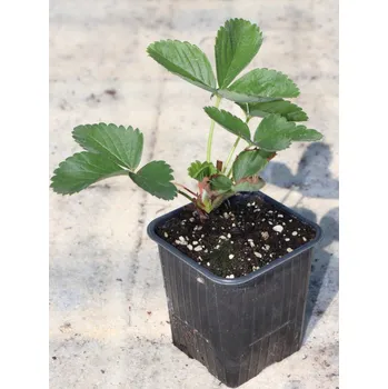 Semeno Jahodník velkoplodý 'Honeoye' - 1 ks H9