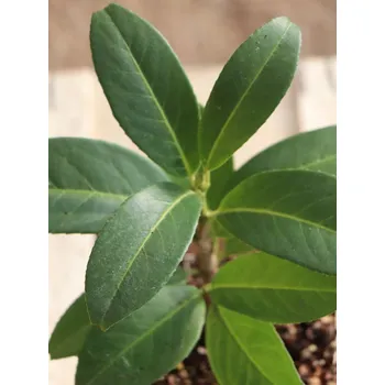 Sazenice Bobkovišeň lékařská 'Mount Vernon' 10-20 cm