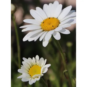 Sazenice Kopretina největší 'Becky' 10-30 cm Ko1l