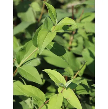 Sazenice Trojpuk drsný 20-50 cm QP12