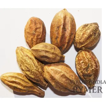 Vonná tyčinka Vrcholák Arjuna - celý plod (vykuřovadlo)