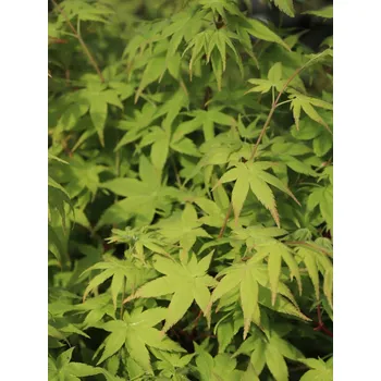 Sazenice Javor dlanitolistý ´Aureus´ 30-60 cm Ko1l