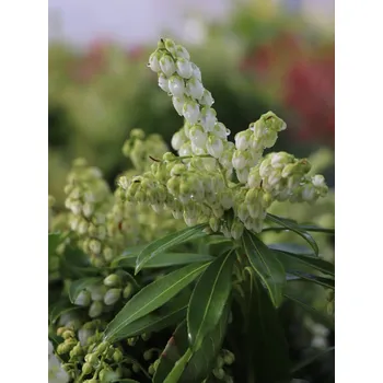 Sazenice Pieris japonský 'Sarabande' 15-30 cm 1,3 L