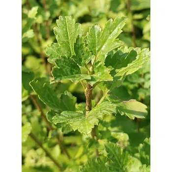 Sazenice Meruzalka alpská 20-50 cm Ko 2 l