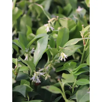 Sazenice Masoplodka 15-30 cm QP