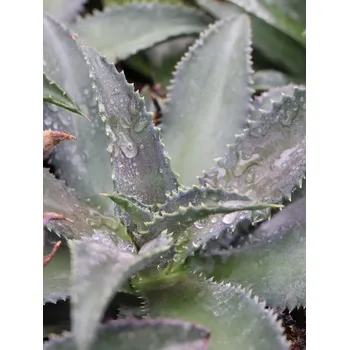 Sazenice Mangave ´Silver Fox´ 5-10 cm Ko 12 cm