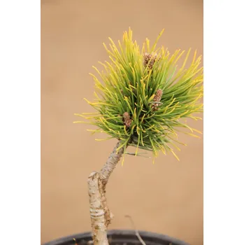 Sazenice Borovice kleč 'Ophir' 10-20 cm Ko 1,5l