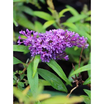 Sazenice Komule davidova Butterfly Candy ®'Little Purple' 10-30 cm Ko1l