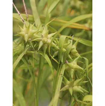 Sazenice Ostřice Grayova H9