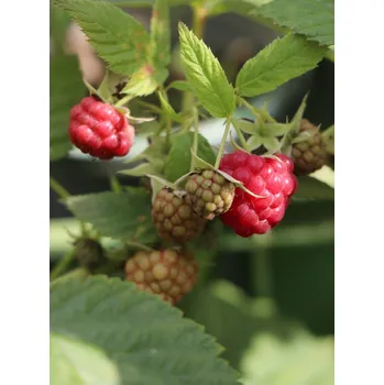 Sazenice Maliník 'Autumn First'– stáleplodící 10-30 cm H9