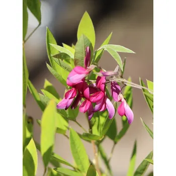 Sazenice Lespedézie Thunbergova 30-50 cm H9