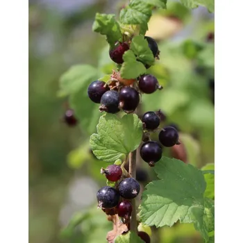 Sazenice Rybíz černý 'Titania' ko5L 20-50 cm Ko 5L