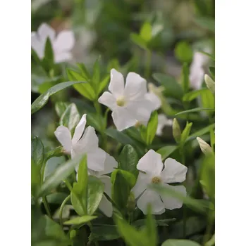 Sazenice Barvínek menší 'Alba' H9