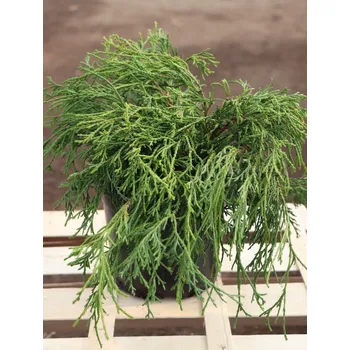 Sazenice Cypřišek hrachonosný ´Filifera Aurea´ 15-30 cm Ko 2 l