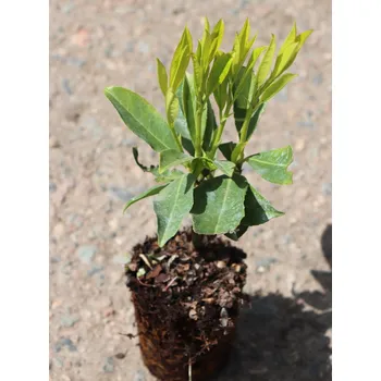 Sazenice Bobkovišen lékařská 'Fontanette' 20-50 cm Ko1l