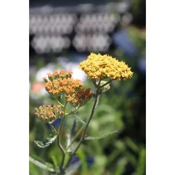 Sazenice Řebříček obecný 'Terracotta' H9