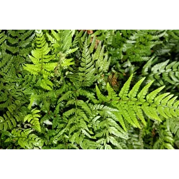 Sazenice Polystichum tsus-simense