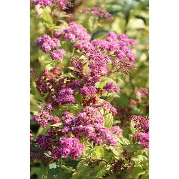 Sazenice Tavolník Bumaldův 'Goldflame' 10-30 cm QP12