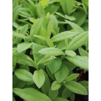 Sazenice Azalka dřevitá ´Gibraltar´ 20-40 cm H9