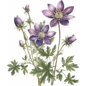 Nášivka Nažehlovačka Sasanka hajní - 5 x 6 cm