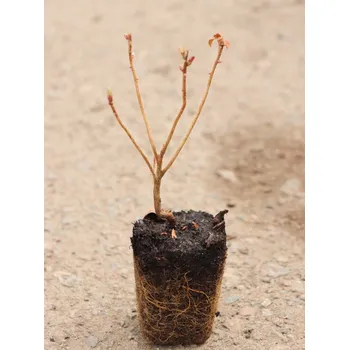 Sazenice Azalka dřevitá 'Cannons Double´ 15-30 cm H9