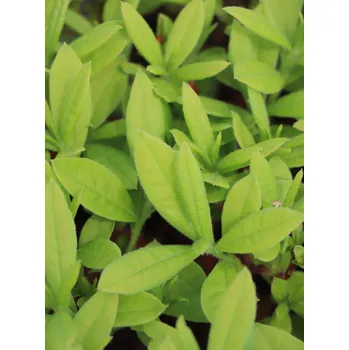 Sazenice Azalka dřevitá ´Northern Hi-Lights´ 15-30 cm H9