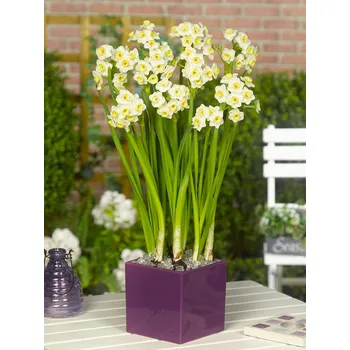 Semeno Narcis 'Avalanche' 5 ks