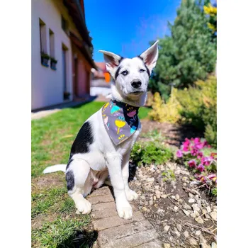 Obojek pro psa Vsepropejska Bloom hnědý šátek pro psa s květinou