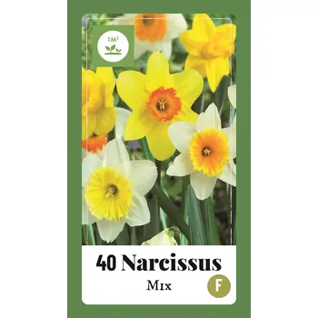 Cibulovina Narcis Large Cupped Mix (směs) 40 cibulí