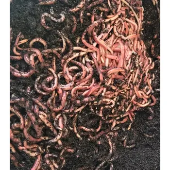 ŽÍŽALA HNOJNÍ-HNOJÁK 0,5KG - 0,75L