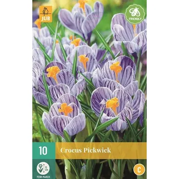 Cibulovina Krokus jarní Pickwick (10 cibulí, pruhovaný, fialovo-bílý)