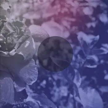 Zahraniční hudba LP See Through Dresses: See Through Dresses CLR 2017 Pink & Opaque Blue Split Vinyl