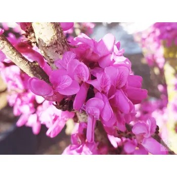 Sazenice Zmarlika čínská 'Avondale' kontejner C20, výška 60-80 cm