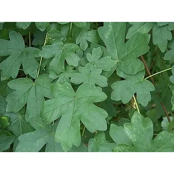 Sazenice Javor babyka 'Compactum'