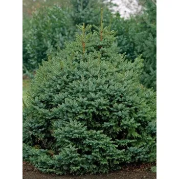 Sazenice Smrk omorika 'Nana' Balení: kontejner C25/C32