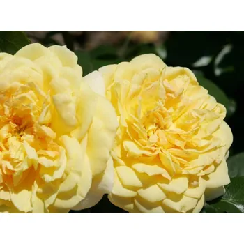 Sazenice Růže 'Sunstar®' Balení: kontejner C2